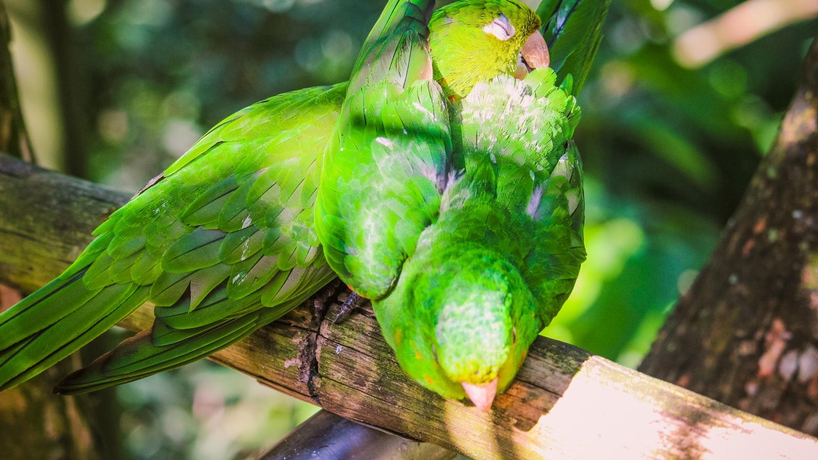 

<p>Além ‍de apreciar a beleza ⁣das quedas d'água, ​também teremos a oportunidade de ⁢conhecer um ⁢pouco mais sobre a⁣ fauna e‌ flora da região. Com sorte, poderemos avistar algumas espécies de pássaros coloridos, como os famosos ⁣tucanos, ou até mesmo⁤ a majestosa águia⁢ harpia, que habita as copas das árvores ao redor das Cataratas do‍ Iguaçu.</p>
<p>“></p>
<h2 id=